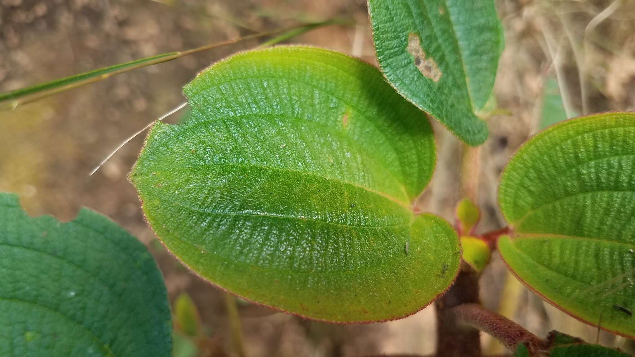 Image of Dionycha bojerii Naud.