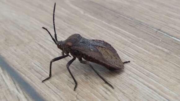 Image of Giant sweetpotato bug