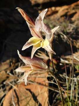 Imagem de Gladiolus permeabilis D. Delaroche