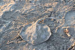 Image of Thorny Round Stingray