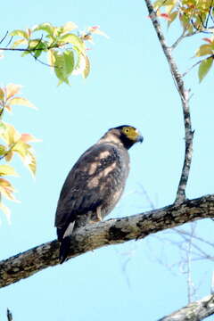 Imagem de Spilornis cheela malayensis Swann 1920