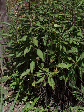 صورة Vernonia glauca (L.) Willd.