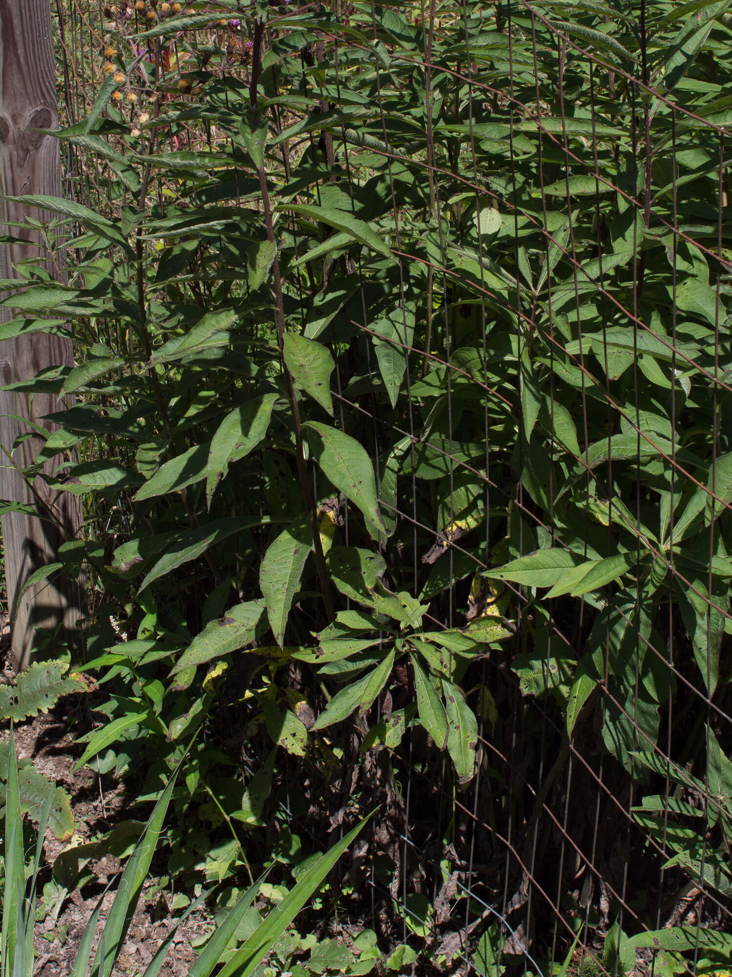 Image de Vernonia glauca (L.) Willd.