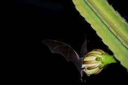 Image of Lesser Long-nosed Bat