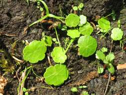 Image of Marsh Pennywort