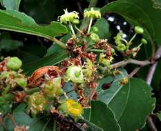 Image of Buffalo-thorn