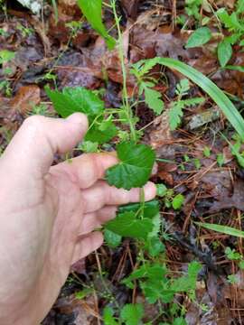 Image de Tragia betonicifolia Nutt.