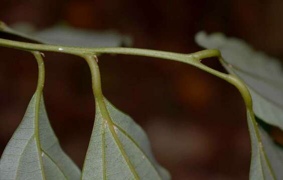 Image of Cryptocarya grandis B. P. M. Hyland