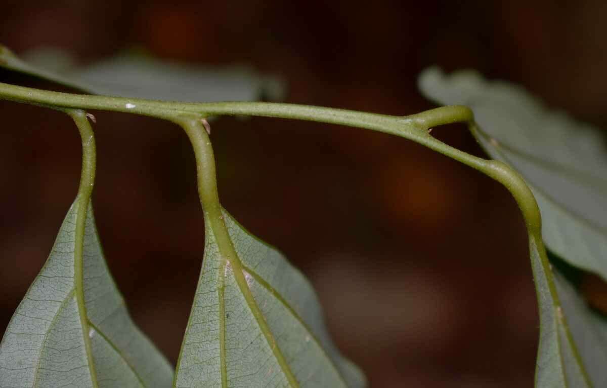 Image de Cryptocarya grandis B. P. M. Hyland