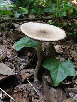 Image de Coprinopsis cineraria (Har. Takah.) Örstadius & E. Larss. 2015