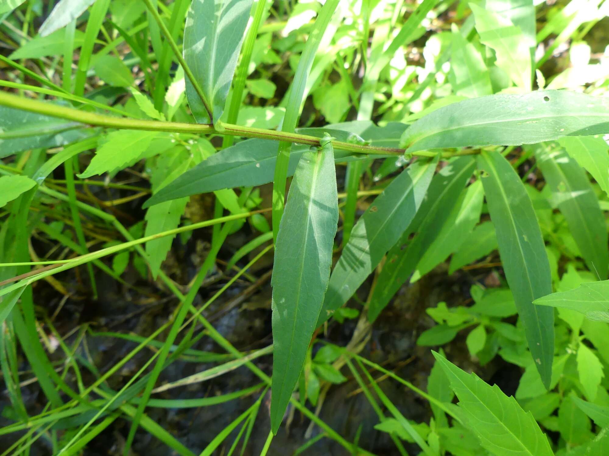 Image of <i>Symphyotrichum <i>novi-belgii</i></i> var. novi-belgii