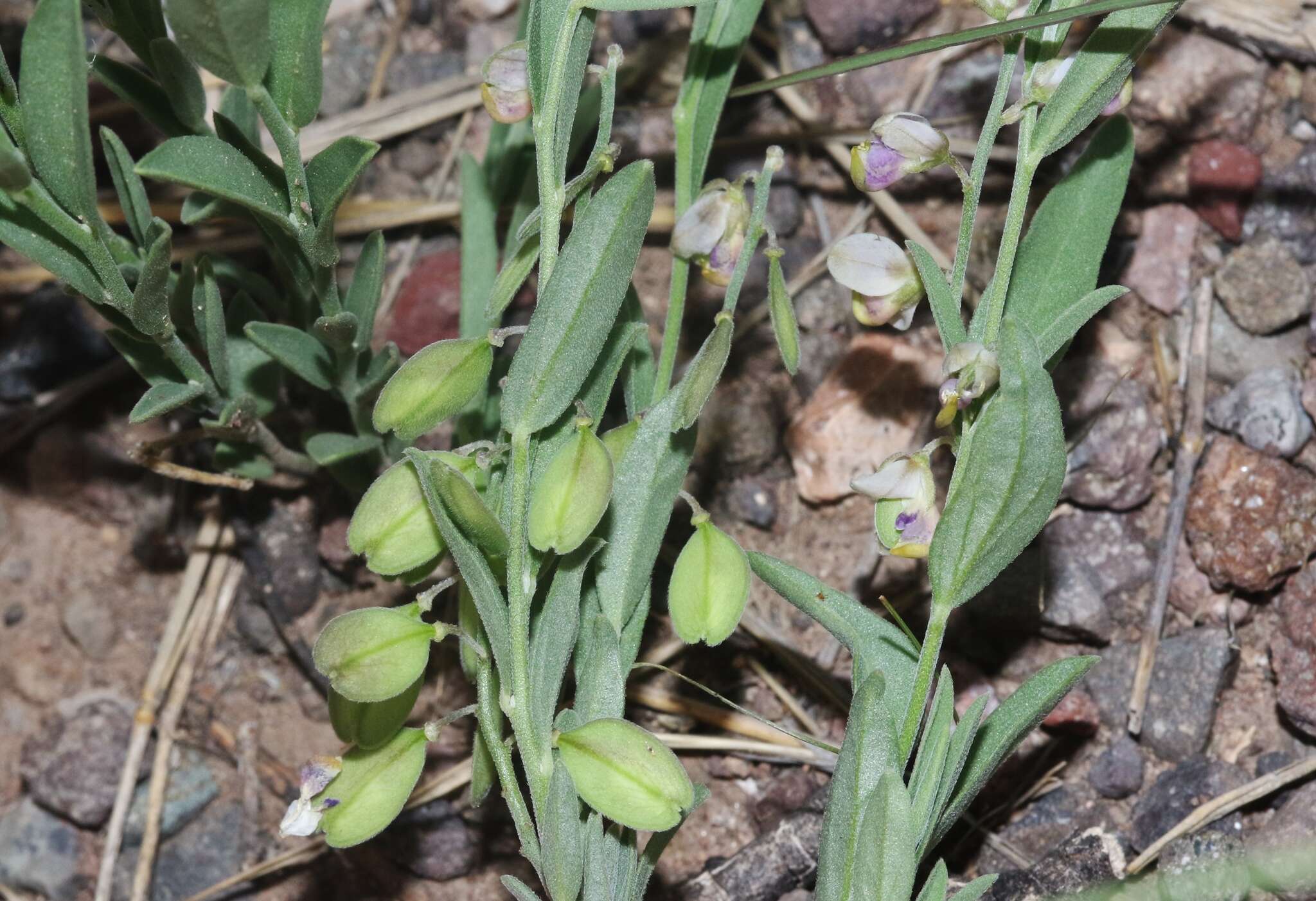 Image of velvetseed milkwort