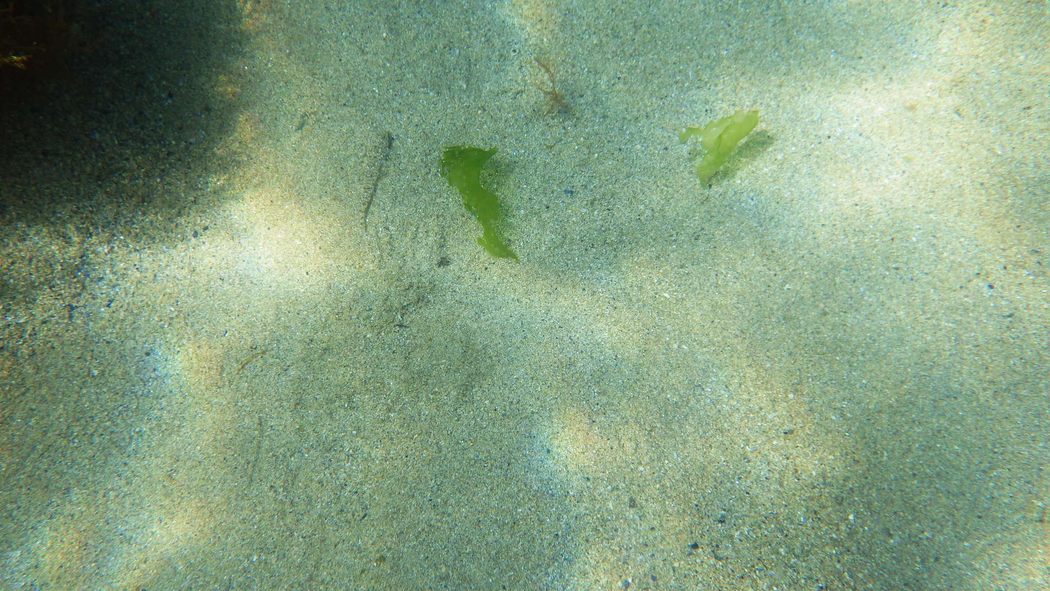 Image of Common Dragonet