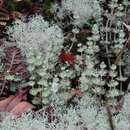 Plancia ëd Cladonia verticillaris (Raddi) Fr.