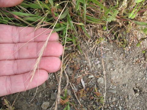 Image of rat's-tail fescue