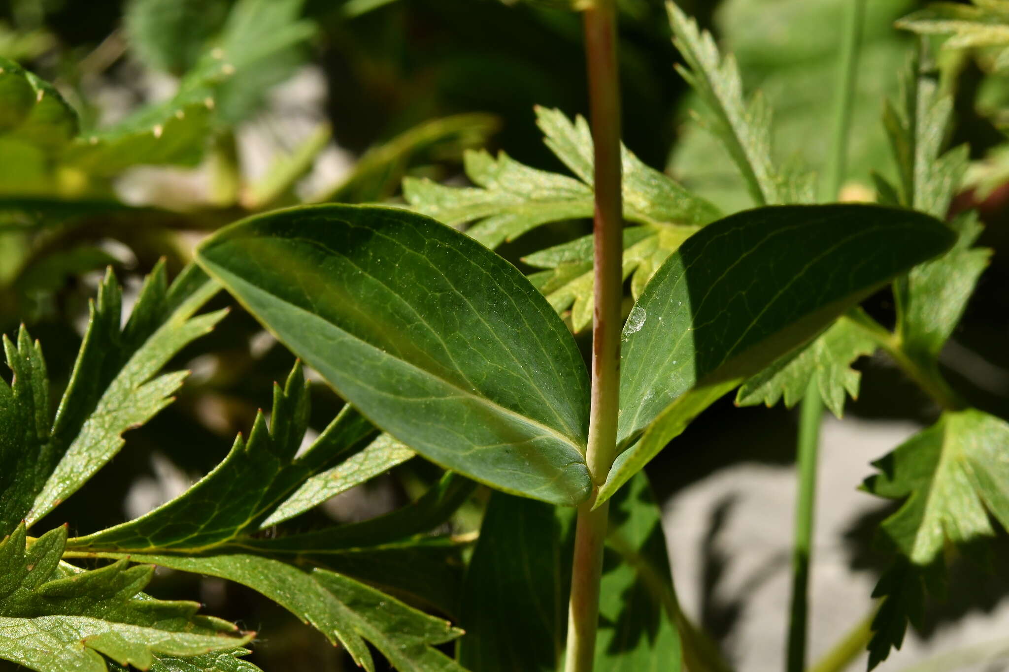 Image of Hypericum richeri subsp. richeri