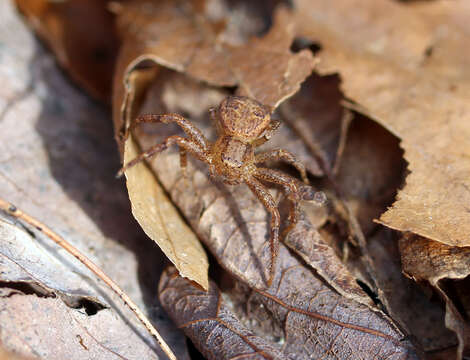 Image of Xysticus ferox (Hentz 1847)