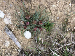 Image of Easter Daisy