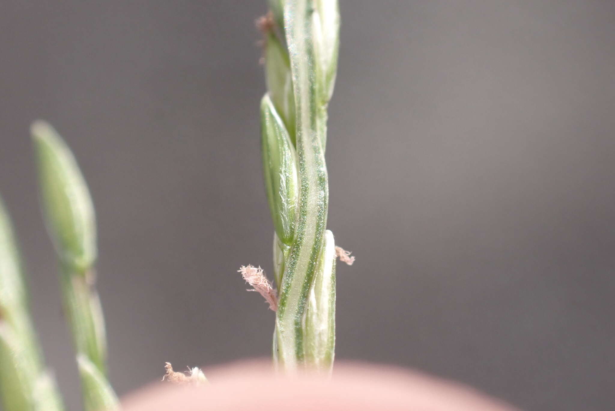 Image of Trailing Crab Grass