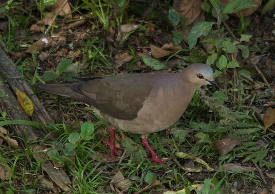 Image of Gray Fronted Dove