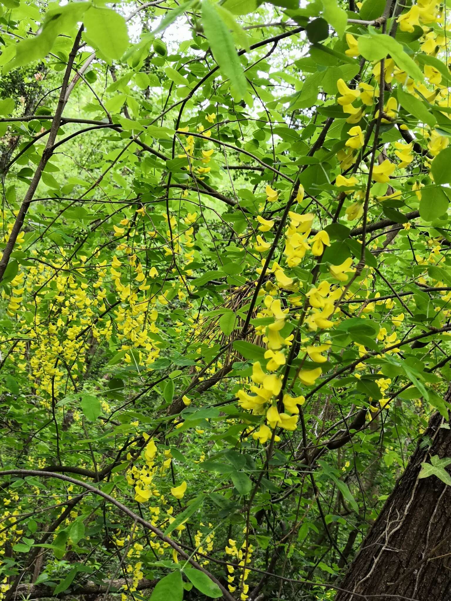 Image of Common Laburnum