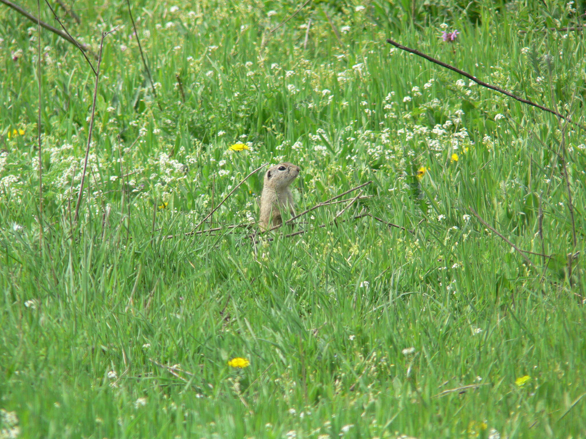 Imagem de Spermophilus citellus (Linnaeus 1766)