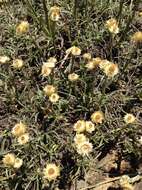 Image de Helichrysum argyrophyllum DC