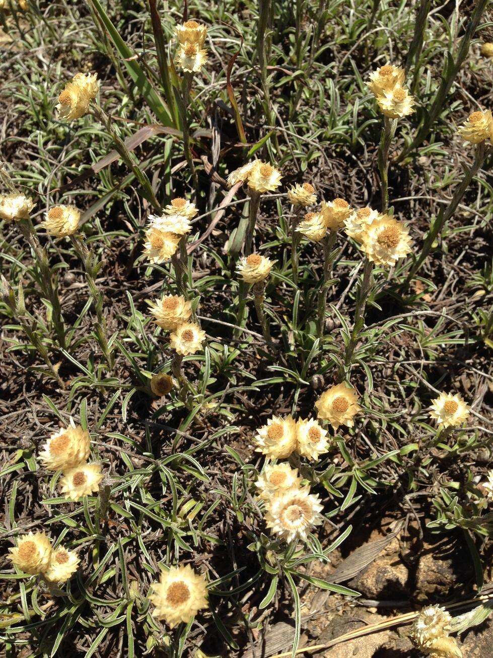 Image de Helichrysum argyrophyllum DC