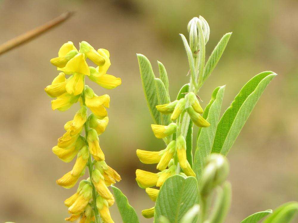 Image of Eriosema psoraleoides (Lam.) G. Don