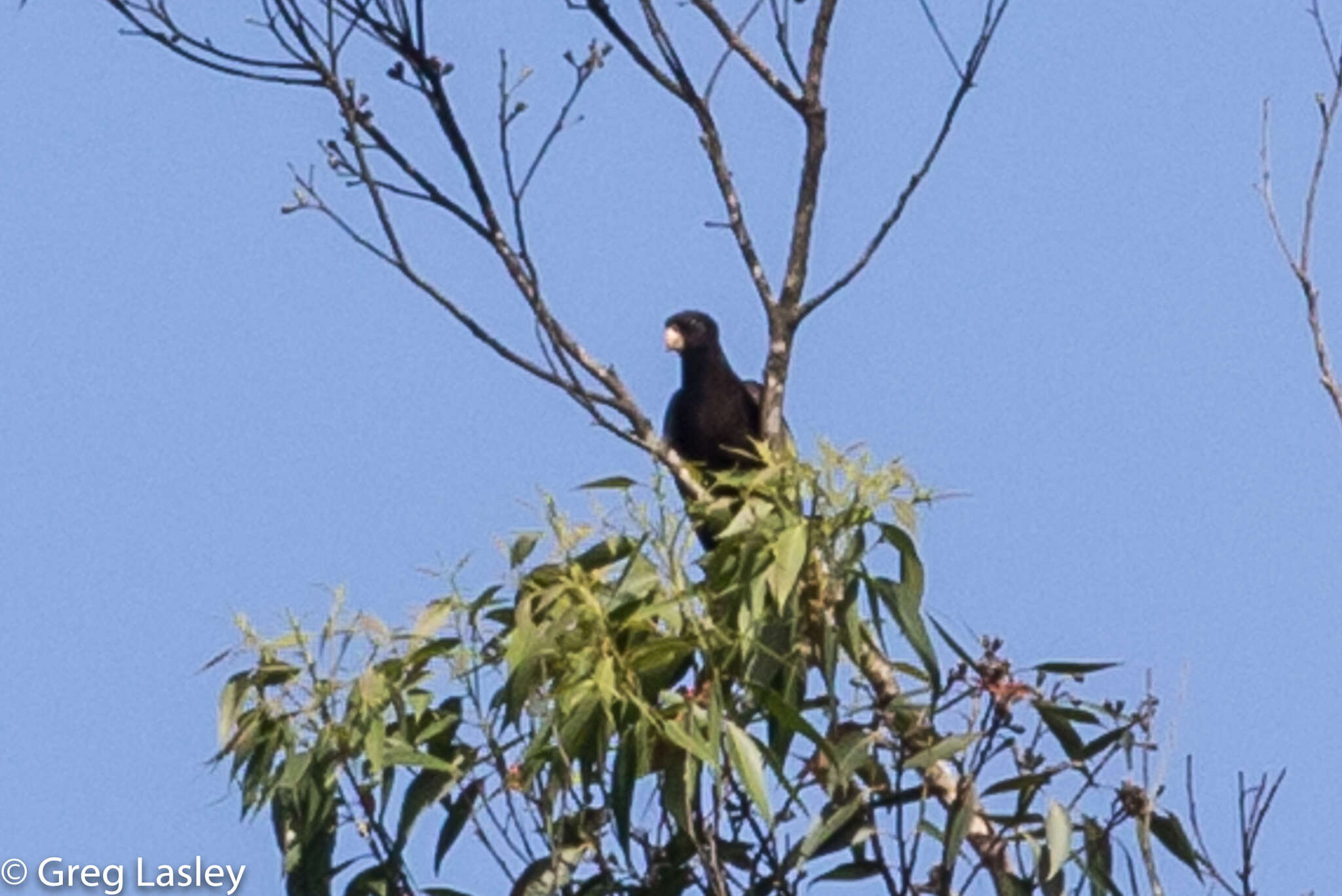 Image de Perroquet noir