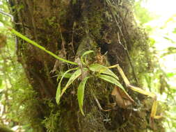 Image of winged-lady orchid