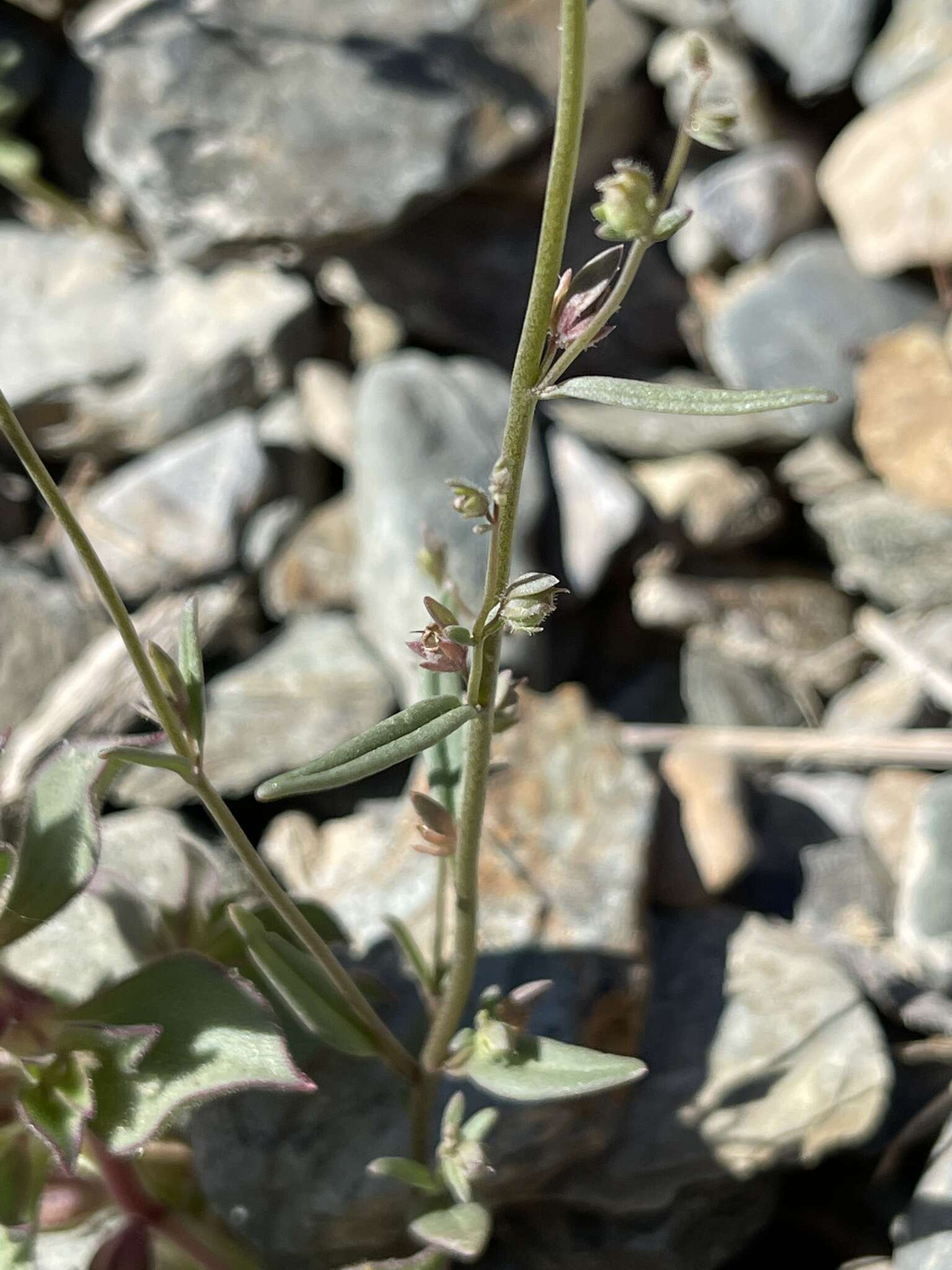 Image of least snapdragon