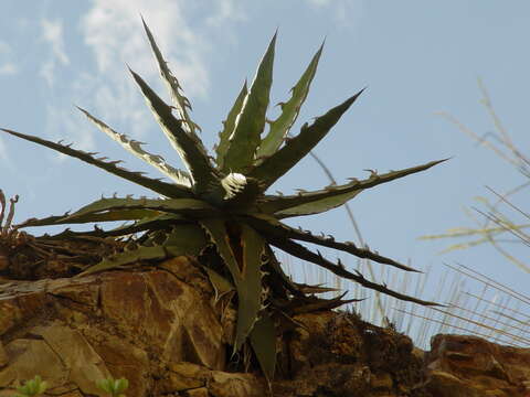 Слика од Agave xylonacantha Salm-Dyck