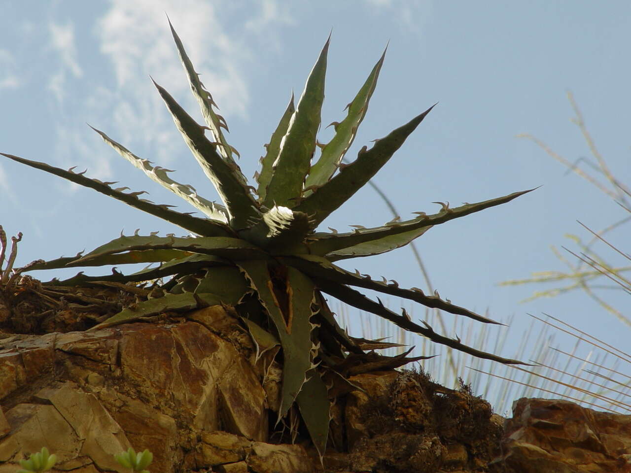 Agave xylonacantha Salm-Dyck resmi