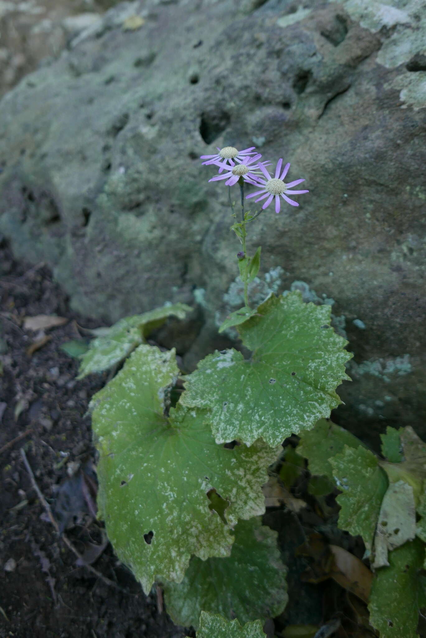 Imagem de Pericallis tussilaginis (L'Hér.) Webb & Berth.