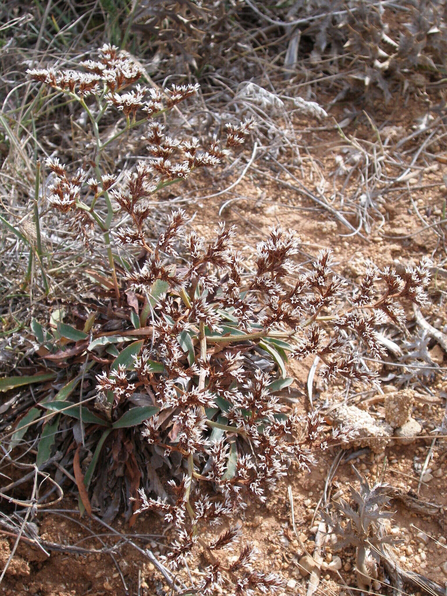 Image of Goniolimon dalmaticum (C. Presl) Rchb. fil.