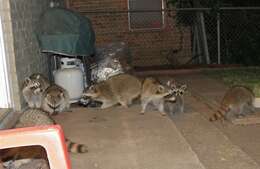 Image of raccoons