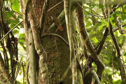 Image of Eastern Bearded Greenbul