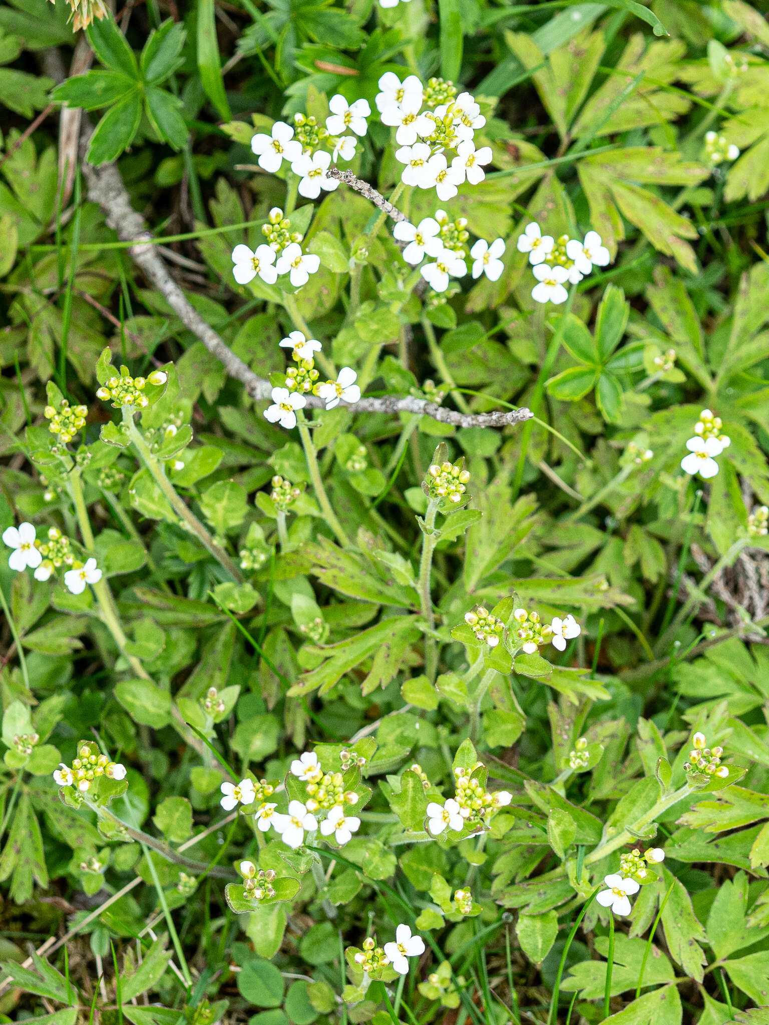 Plancia ëd Arabidopsis halleri (L.) O'Kane & Al-Shehbaz