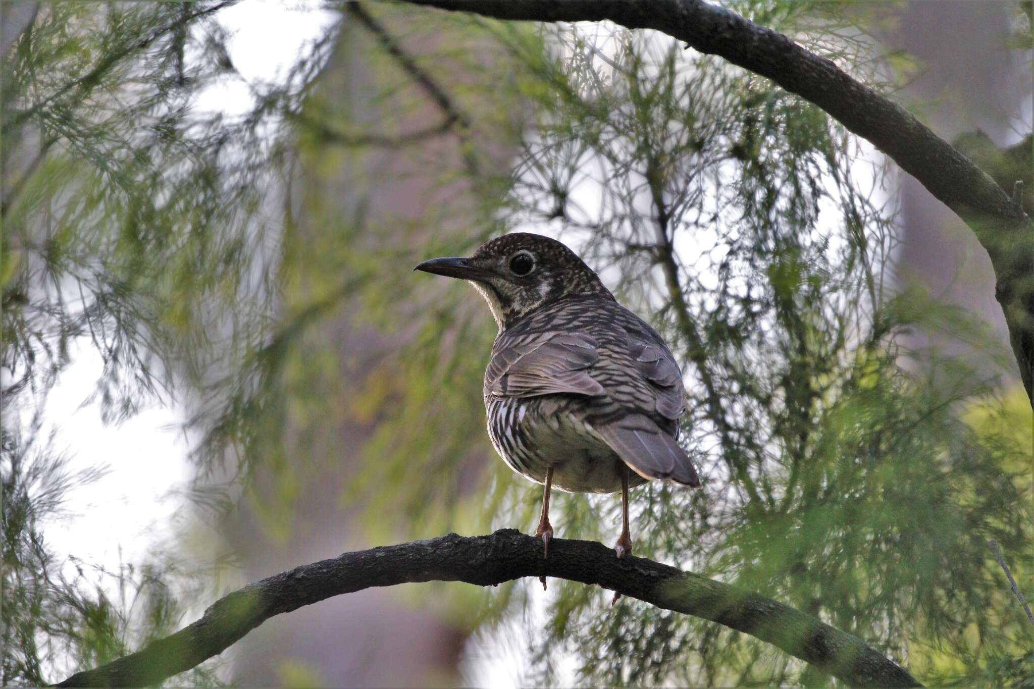 Image of Zoothera lunulata halmaturina (Campbell & AG 1906)