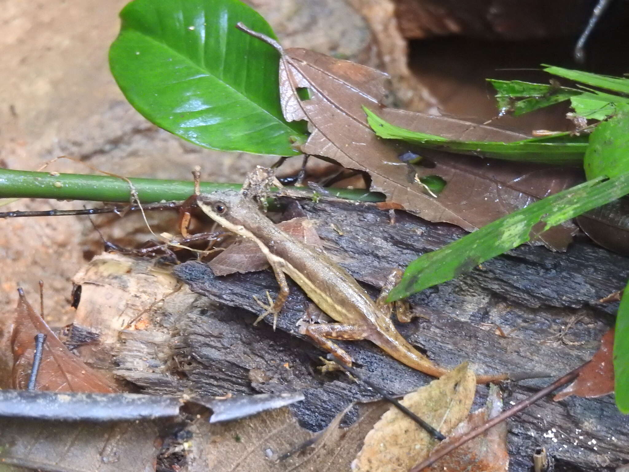 Plancia ëd Anolis oxylophus Cope 1875