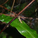 Image of Acanthacara acuta Scudder & S. H. 1869