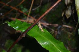 Image of Acanthacara acuta Scudder & S. H. 1869