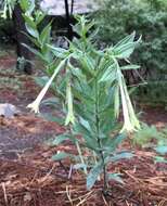 Image of giant-trumpets