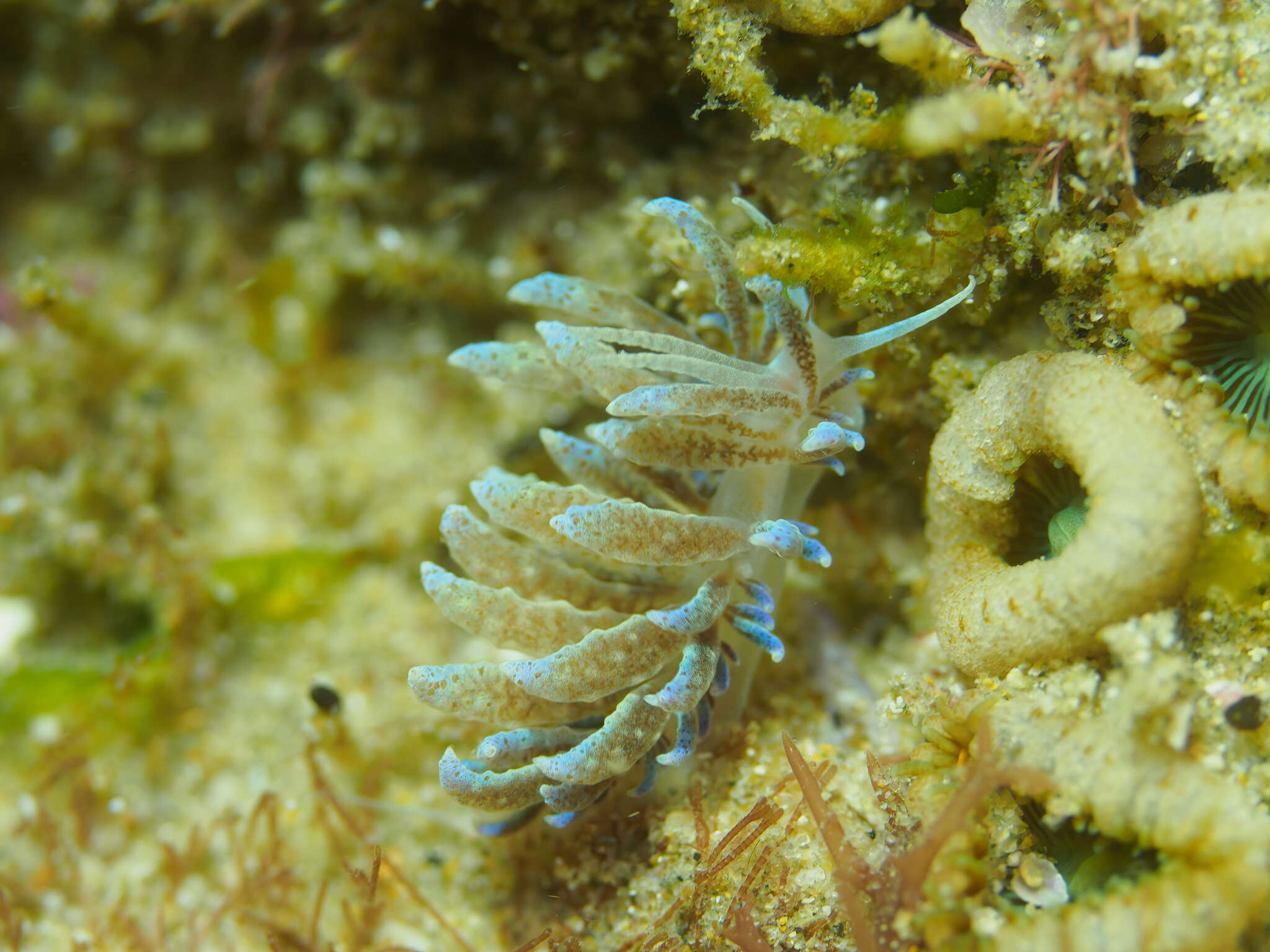 Image of Phyllodesmium crypticum Rudman 1981