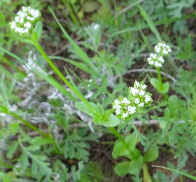 Image of beaked cornsalad