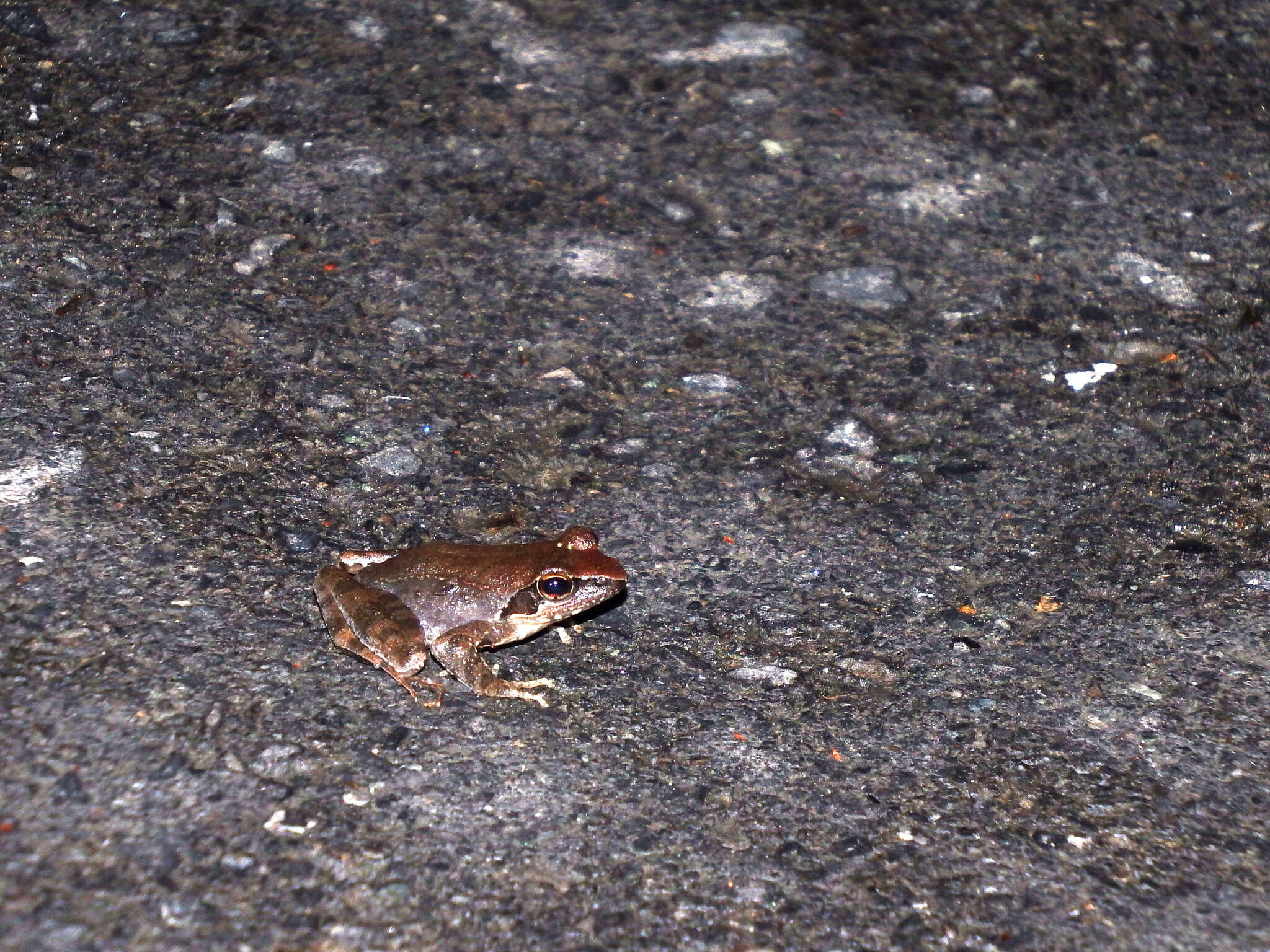 Image of Brown frog