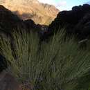 Image of Ephedra fragilis subsp. cossonii (Stapf) Maire