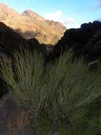 صورة Ephedra fragilis subsp. cossonii (Stapf) Maire