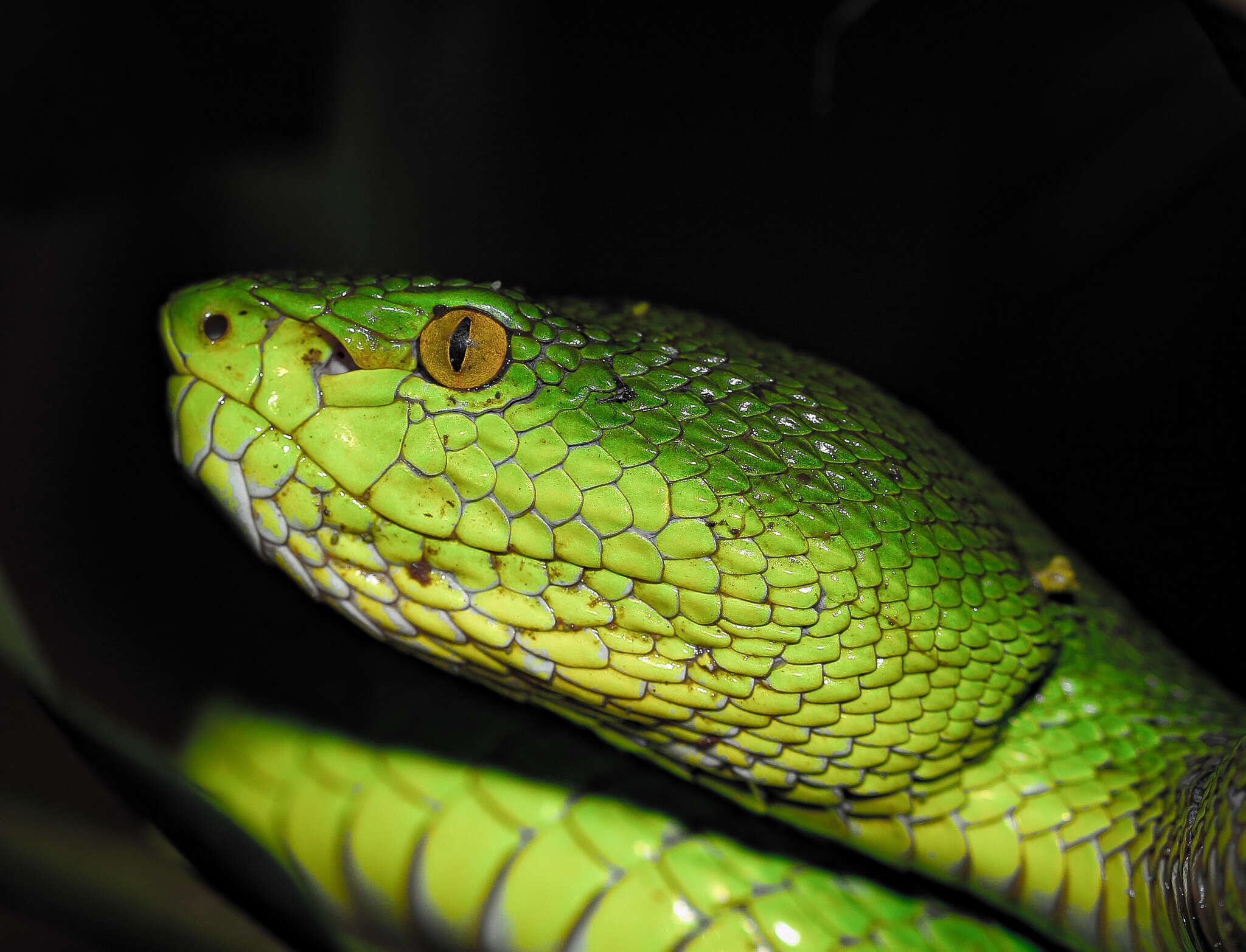 Image of Redtail (bamboo) Pit Viper